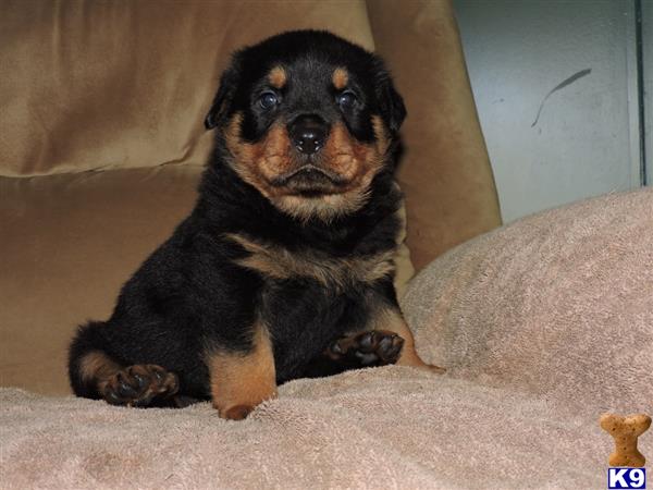 rottweiler puppy posted by Van Der Sar Kennel